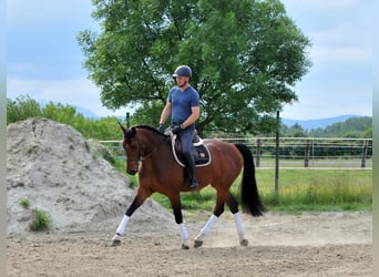 Węgierski koń sportowy, Klacz, 7 lat, 172 cm, Gniada