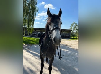 Węgierski koń sportowy, Klacz, 8 lat, 145 cm, Siwa jabłkowita