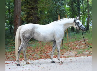 Węgierski koń sportowy, Klacz, 8 lat, 153 cm, Siwa