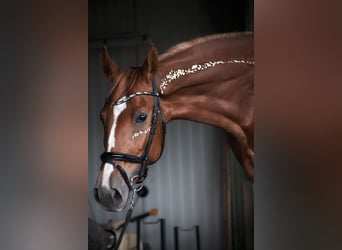 Węgierski koń sportowy Mix, Klacz, 8 lat, 155 cm, Kasztanowata