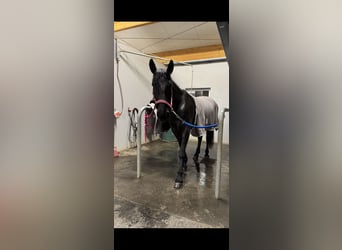 Węgierski koń sportowy, Klacz, 8 lat, 160 cm, Skarogniada