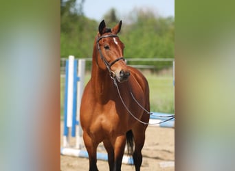 Węgierski koń sportowy, Klacz, 8 lat, 165 cm, Gniada