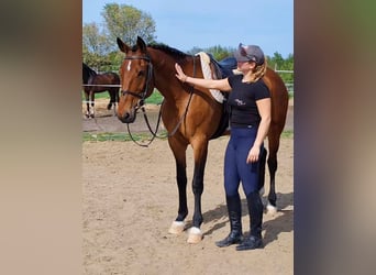 Węgierski koń sportowy, Klacz, 8 lat, 165 cm, Gniada