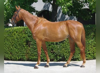 Węgierski koń sportowy, Klacz, 8 lat, 166 cm, Ciemnokasztanowata