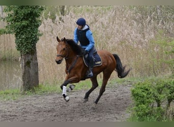 Węgierski koń sportowy, Klacz, 8 lat, 166 cm