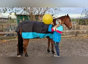 Węgierski koń sportowy, Klacz, 8 lat, 166 cm