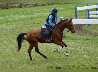 Węgierski koń sportowy, Klacz, 8 lat, 166 cm
