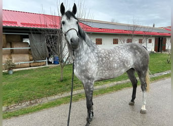 Węgierski koń sportowy, Klacz, 8 lat, 166 cm, Siwa