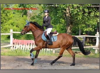 Węgierski koń sportowy Mix, Klacz, 8 lat, 167 cm, Gniada