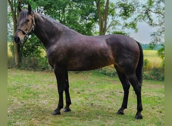 Węgierski koń sportowy Mix, Klacz, 8 lat, 169 cm, Ciemnogniada