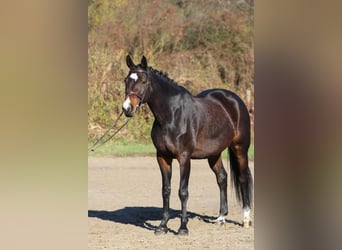 Węgierski koń sportowy, Klacz, 8 lat, 170 cm, Ciemnogniada