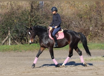 Węgierski koń sportowy, Klacz, 8 lat, 170 cm, Ciemnogniada