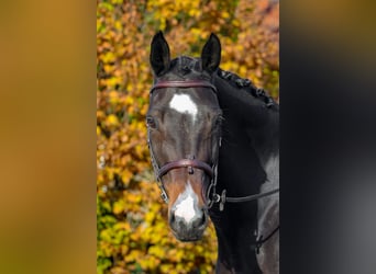 Węgierski koń sportowy, Klacz, 8 lat, 170 cm, Ciemnogniada