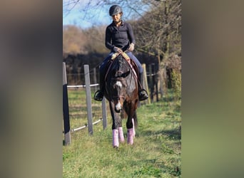 Węgierski koń sportowy, Klacz, 8 lat, 170 cm, Ciemnogniada