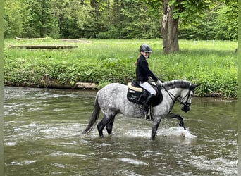 Węgierski koń sportowy, Klacz, 9 lat, 137 cm, Siwa jabłkowita