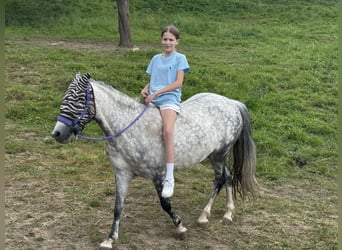 Węgierski koń sportowy, Klacz, 9 lat, 137 cm, Siwa jabłkowita