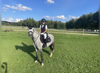 Węgierski koń sportowy, Klacz, 9 lat, 137 cm, Siwa jabłkowita