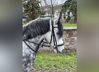 Węgierski koń sportowy, Klacz, 9 lat, 137 cm, Siwa jabłkowita