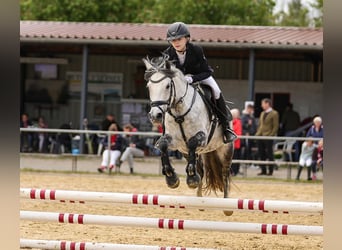 Węgierski koń sportowy, Klacz, 9 lat, 137 cm, Siwa jabłkowita