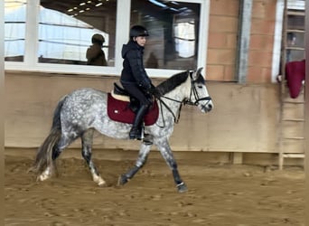 Węgierski koń sportowy, Klacz, 9 lat, 137 cm, Siwa jabłkowita
