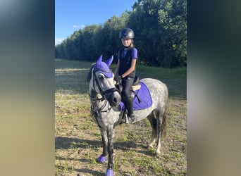 Węgierski koń sportowy, Klacz, 9 lat, 137 cm, Siwa jabłkowita