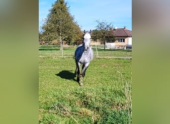 Węgierski koń sportowy, Klacz, 9 lat, 150 cm, Siwa jabłkowita