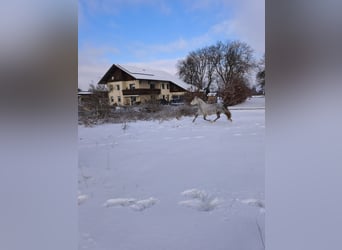 Węgierski koń sportowy Mix, Klacz, 9 lat, 150 cm, Siwa jabłkowita