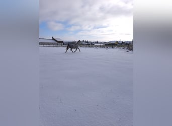 Węgierski koń sportowy Mix, Klacz, 9 lat, 150 cm, Siwa jabłkowita