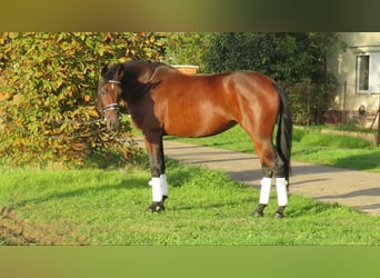 Węgierski koń sportowy, Klacz, 9 lat, 160 cm, Gniada