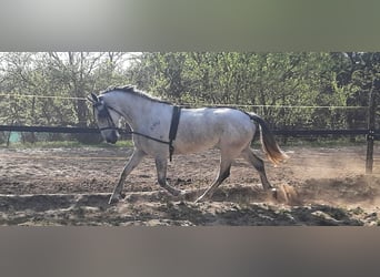 Węgierski koń sportowy, Klacz, 9 lat, 165 cm, Siwa