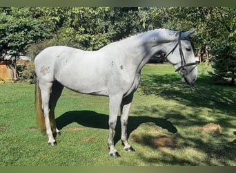Węgierski koń sportowy, Klacz, 9 lat, 165 cm, Siwa