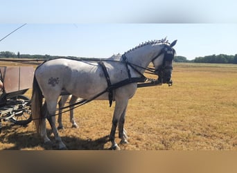 Węgierski koń sportowy, Klacz, 9 lat, 165 cm, Siwa