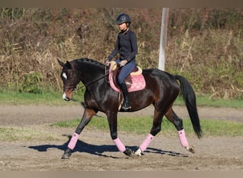 Węgierski koń sportowy, Klacz, 9 lat, 170 cm, Ciemnogniada