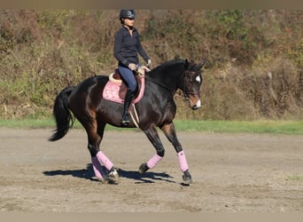 Węgierski koń sportowy, Klacz, 9 lat, 170 cm, Ciemnogniada
