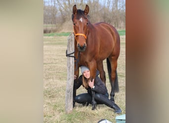 Węgierski koń sportowy Mix, Klacz, 9 lat, 170 cm, Gniada