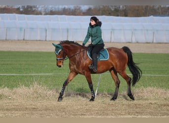 Węgierski koń sportowy Mix, Klacz, 9 lat, 170 cm, Gniada
