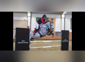 Węgierski koń sportowy, Klacz, 9 lat, 170 cm, Siwa