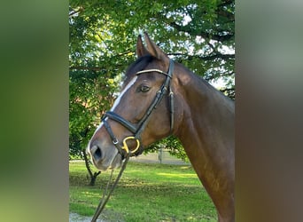 Węgierski koń sportowy, Klacz, 9 lat, 172 cm, Ciemnogniada