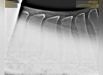 Węgierski koń sportowy, Klacz, 9 lat, 177 cm, Siwa jabłkowita
