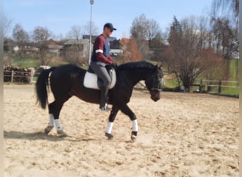 Węgierski koń sportowy, Ogier, 11 lat