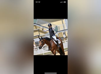 Węgierski koń sportowy, Ogier, 12 lat, 167 cm, Gniada