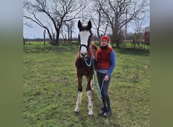 Węgierski koń sportowy, Ogier, 1 Rok, 145 cm, Gniada