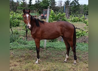 Węgierski koń sportowy, Ogier, 1 Rok, 150 cm, Gniada