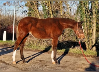 Węgierski koń sportowy, Ogier, 1 Rok, Gniada