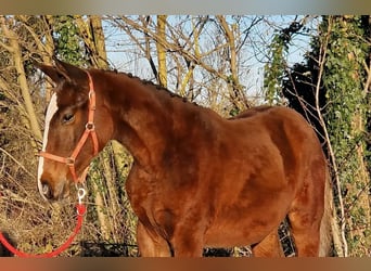 Węgierski koń sportowy, Ogier, 1 Rok, Gniada