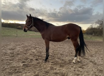 Węgierski koń sportowy, Ogier, 2 lat, 155 cm, Gniada