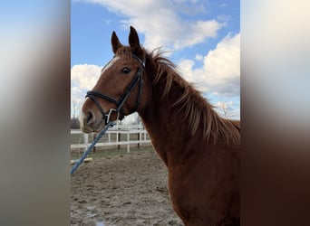 Węgierski koń sportowy, Ogier, 2 lat, 158 cm, Ciemnokasztanowata