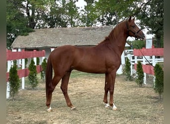 Węgierski koń sportowy, Ogier, 3 lat, 162 cm, Cisawa