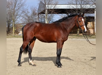 Węgierski koń sportowy, Ogier, 3 lat, 164 cm, Gniada