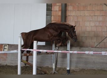 Węgierski koń sportowy, Ogier, 3 lat, 165 cm, Ciemnokasztanowata